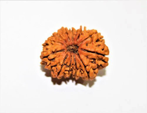 Asli Rudraksha Kaise Pehchane? Fake vs Real — Jo Koi Aapko Seedha Nahi Batata