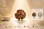 3 Mukhi Nepali Lab Certified Rudraksha