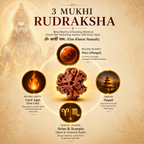3 Mukhi Nepali Lab Certified Rudraksha