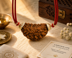 1 Mukhi Nepali Lab Certified Rudraksha