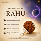 8 Mukhi Nepali Lab Certified Rudraksha