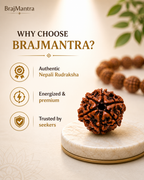 6 Mukhi Nepali Lab Certified Rudraksha
