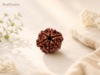 6 Mukhi Nepali Lab Certified Rudraksha
