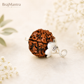6 Mukhi Nepali Lab Certified Rudraksha