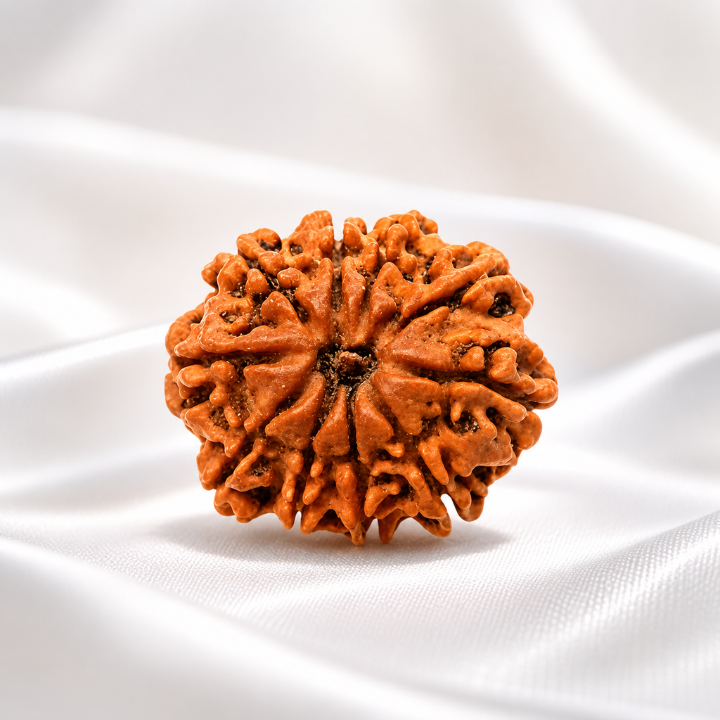 10 Mukhi Nepali Lab Certified Rudraksha
