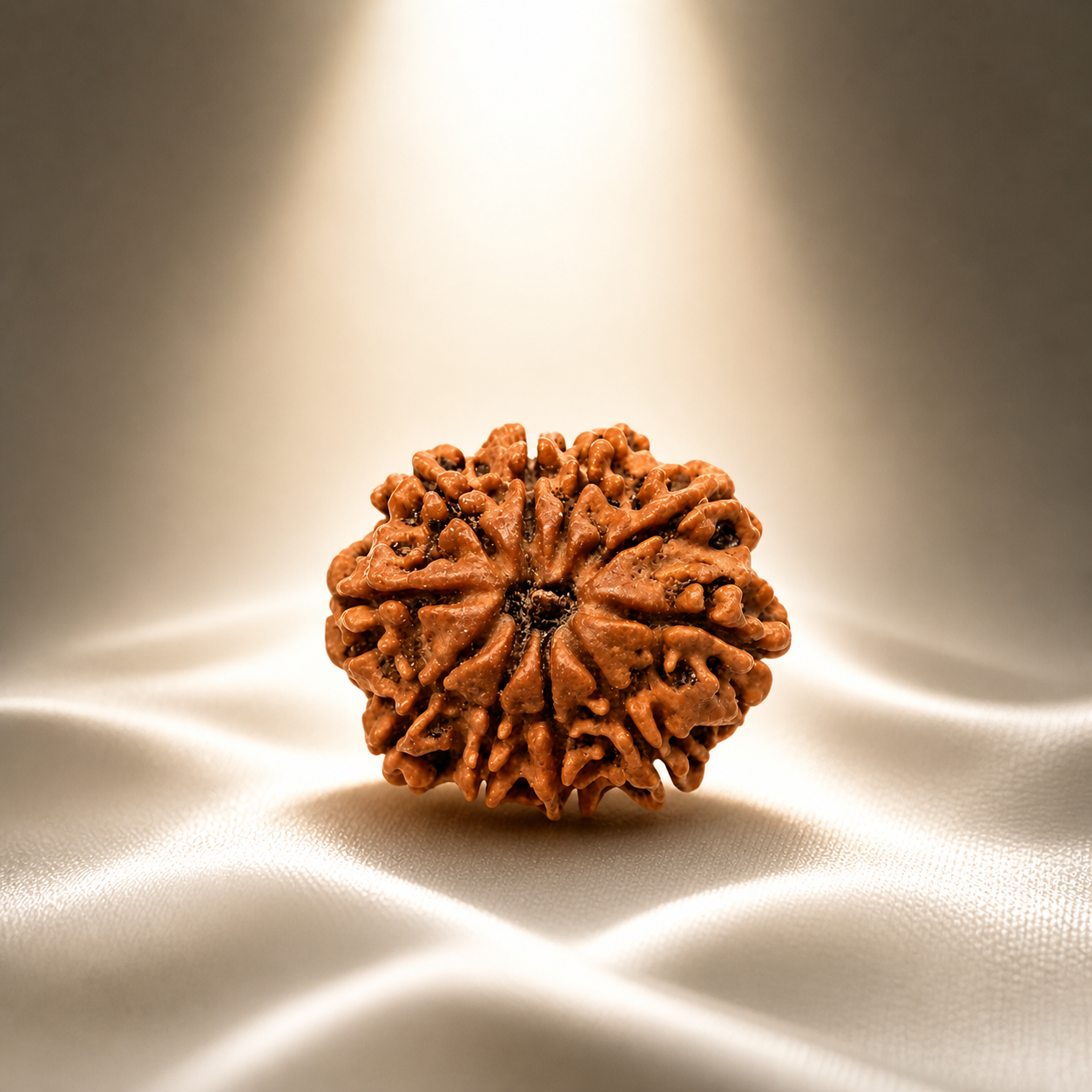 10 Mukhi Nepali Lab Certified Rudraksha