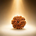 10 Mukhi Nepali Lab Certified Rudraksha