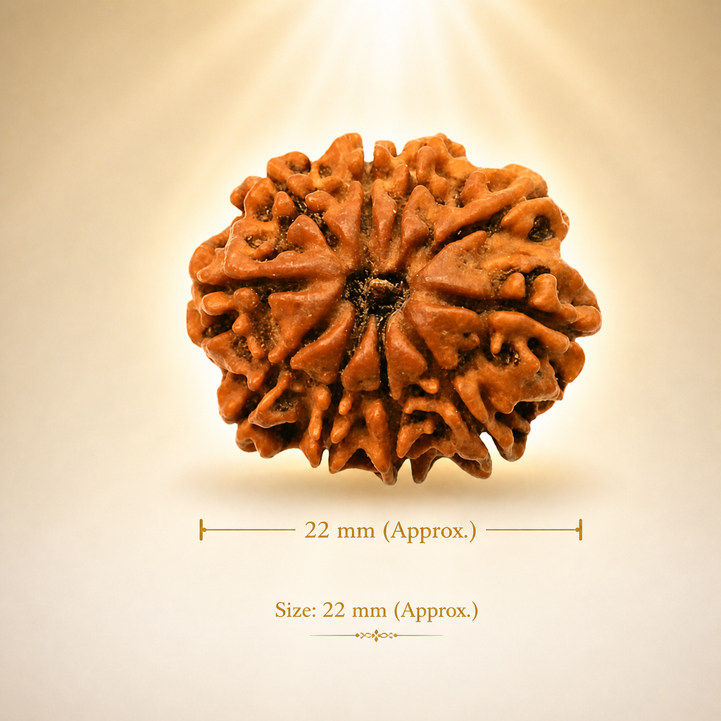 10 Mukhi Nepali Lab Certified Rudraksha