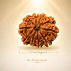 10 Mukhi Nepali Lab Certified Rudraksha