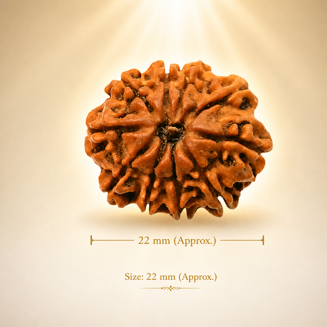 10 Mukhi Nepali Lab Certified Rudraksha