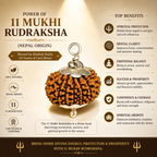 11 Mukhi Nepali Lab Certified Rudraksha
