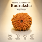 11 Mukhi Nepali Lab Certified Rudraksha