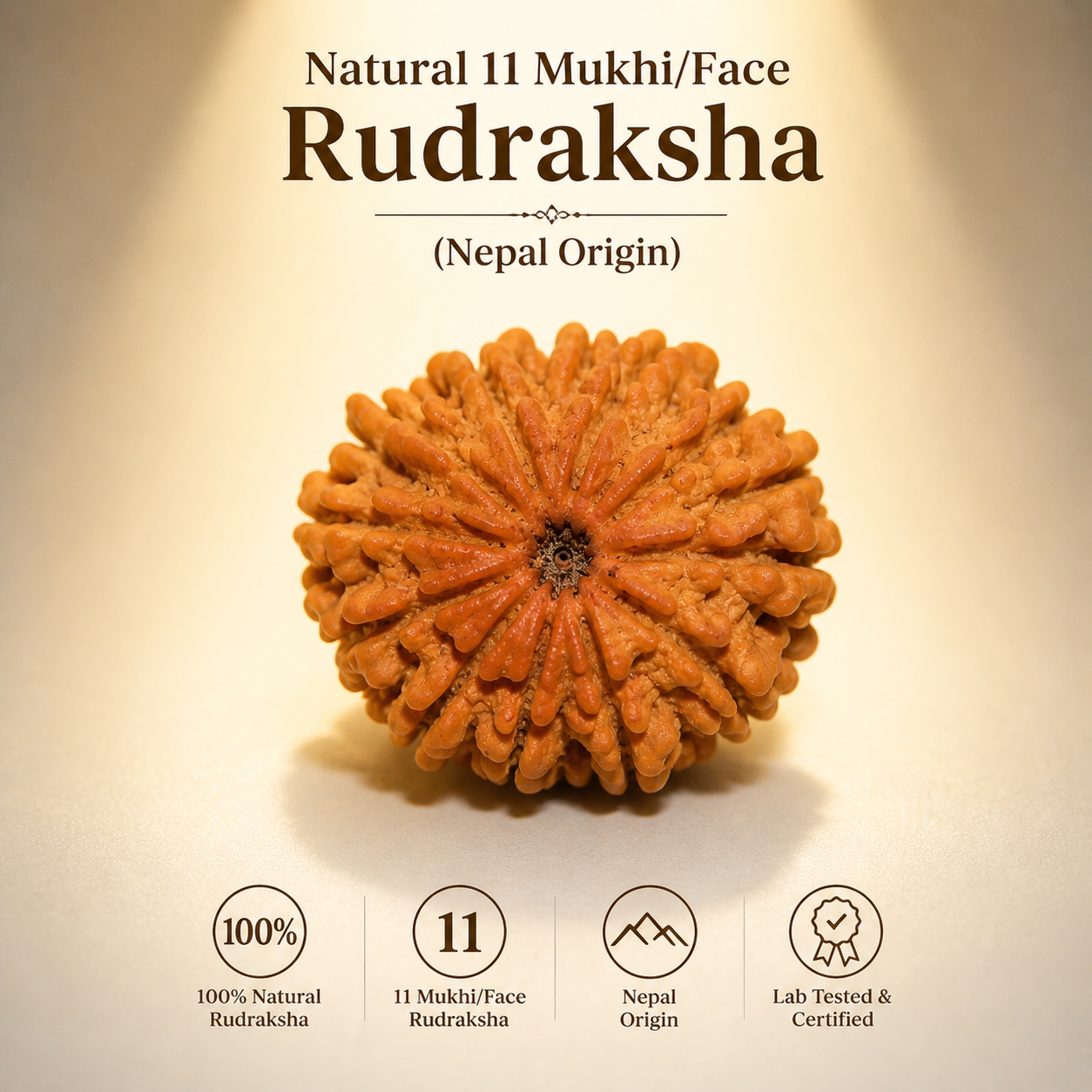 11 Mukhi Nepali Lab Certified Rudraksha