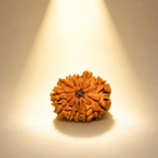 11 Mukhi Nepali Lab Certified Rudraksha