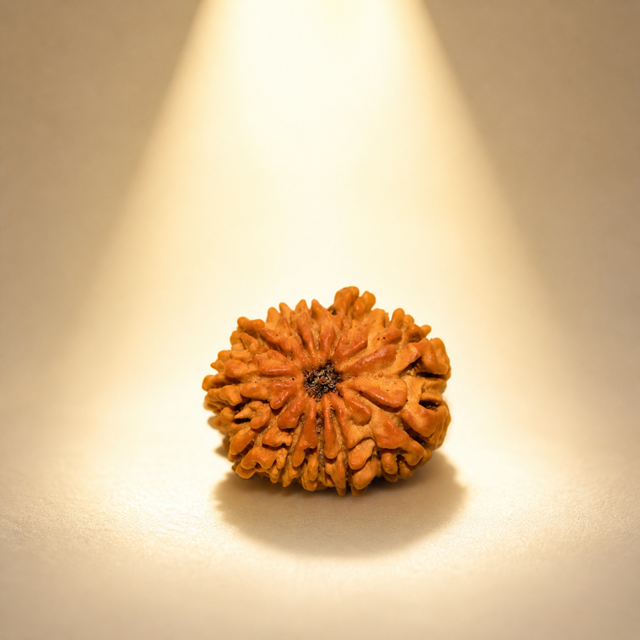 11 Mukhi Nepali Lab Certified Rudraksha