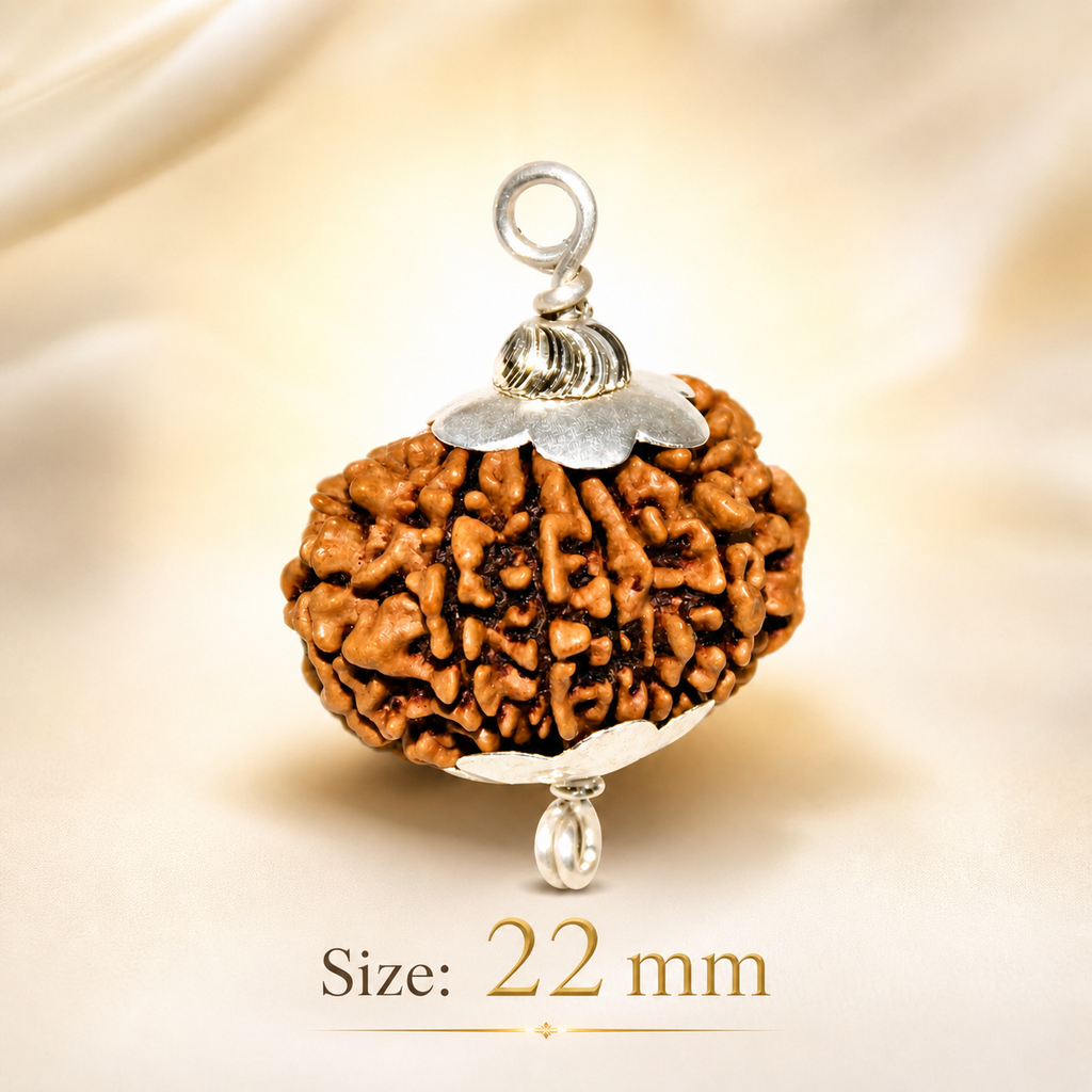 11 Mukhi Nepali Lab Certified Rudraksha