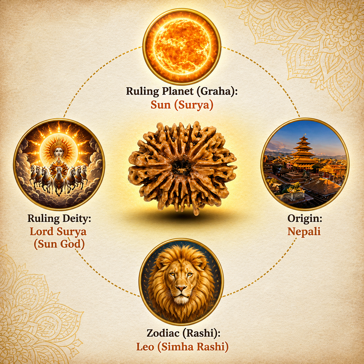 12 Mukhi Nepali Lab Certified Rudraksha