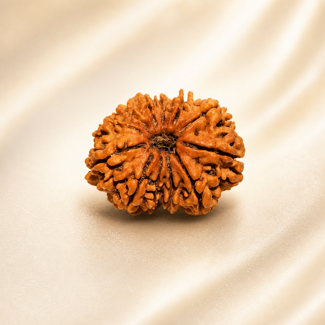 12 Mukhi Nepali Lab Certified Rudraksha