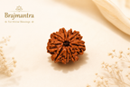 9 Mukhi Nepali Lab Certified Rudraksha