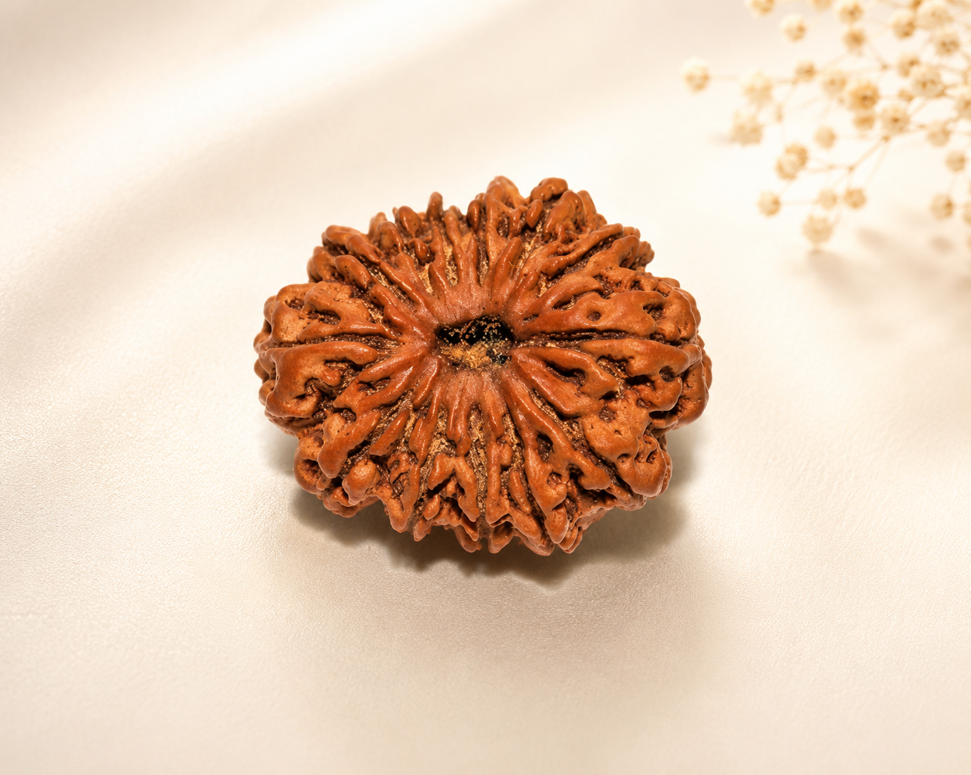 13 Mukhi Nepali Lab Certified Rudraksha