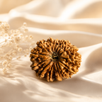 14 Mukhi Nepali Lab Certified Rudraksha