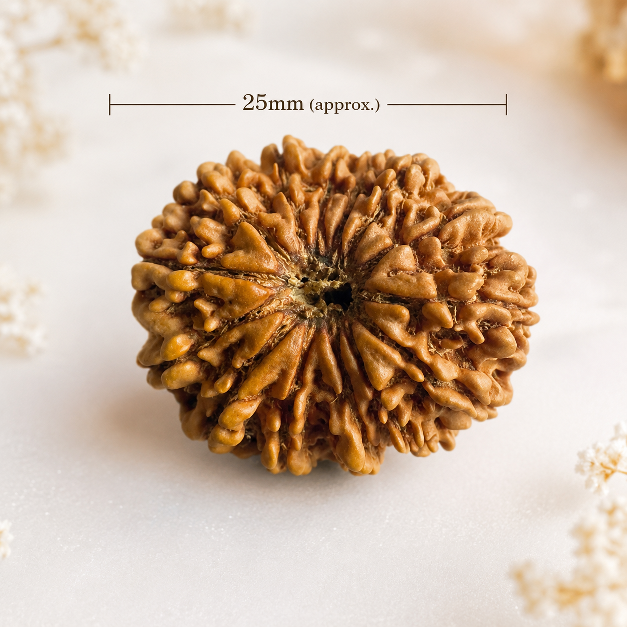 14 Mukhi Nepali Lab Certified Rudraksha