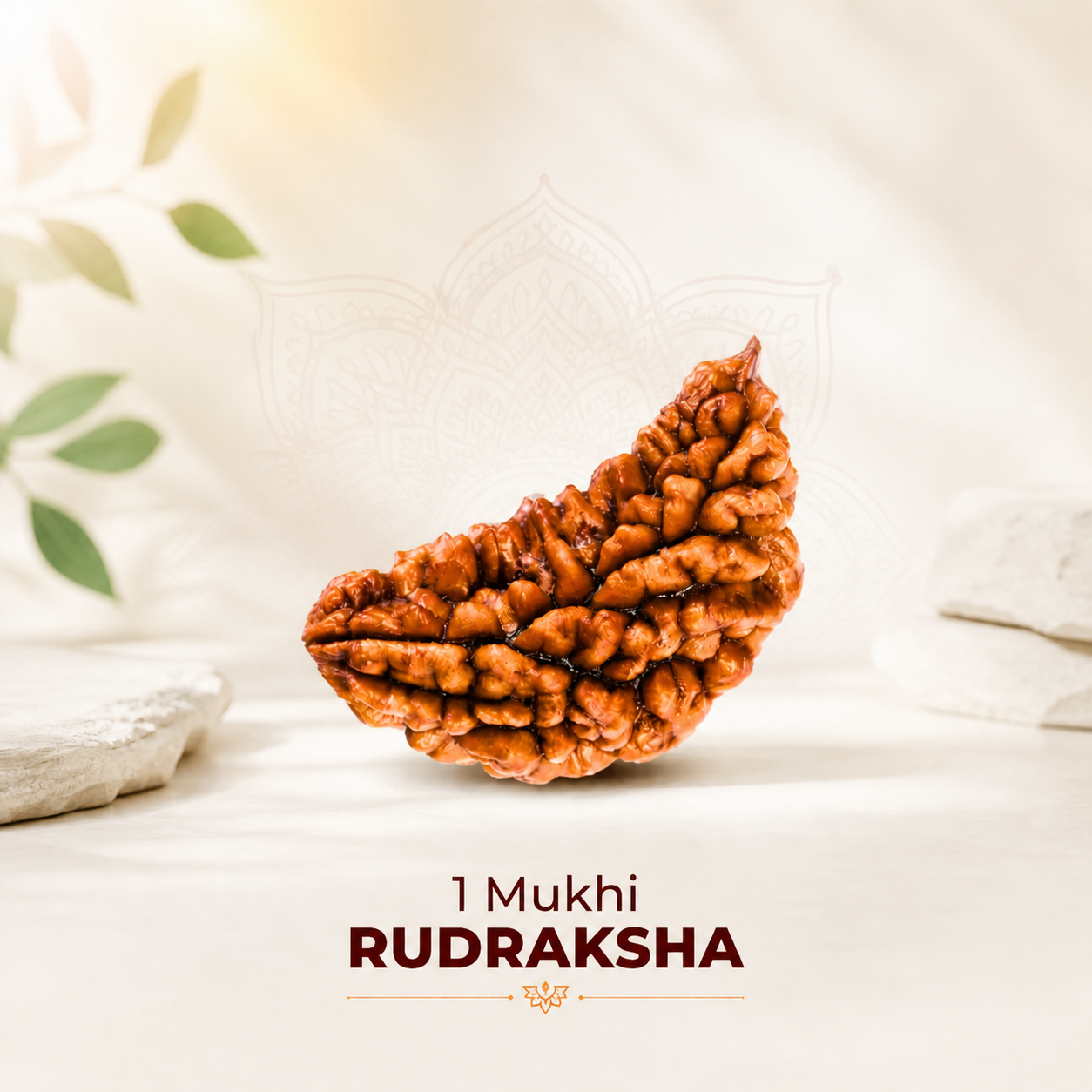 1 Mukhi Nepali Lab Certified Rudraksha