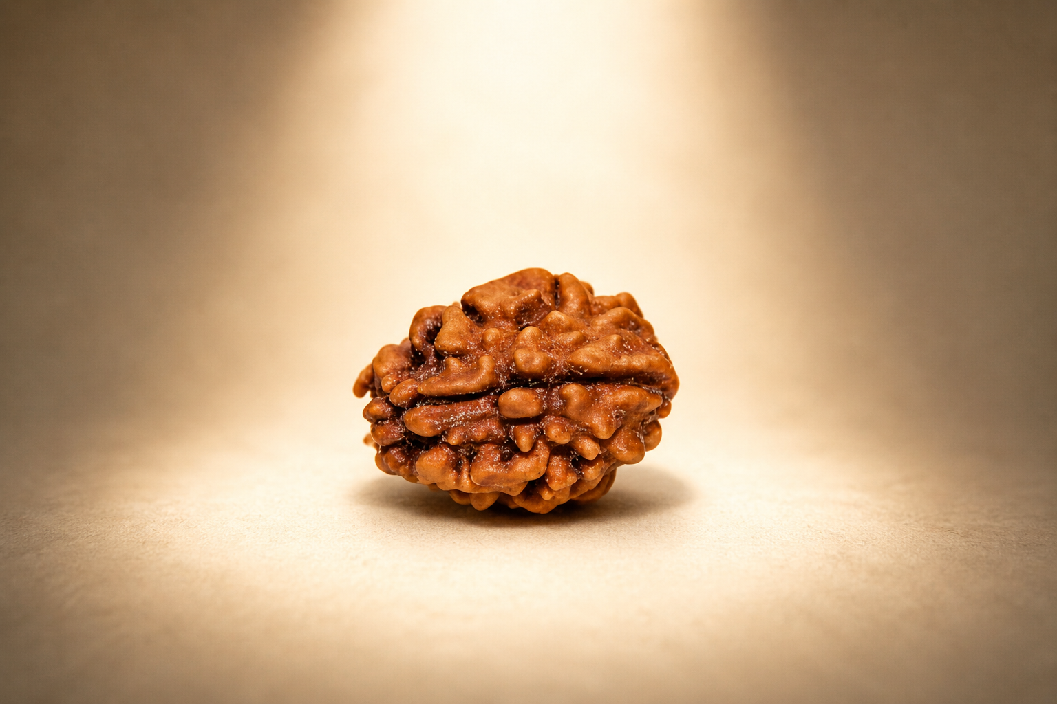 2 Mukhi Nepali Lab Certified Rudraksha