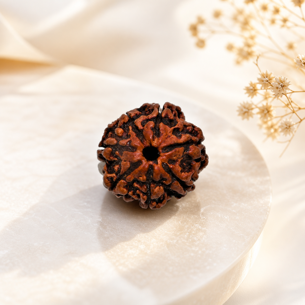 7 Mukhi Rudraksha (Nepali) | Original Bead for Wealth, Prosperity & Financial Stability | Shani Remedy | Energized by BrajMantra