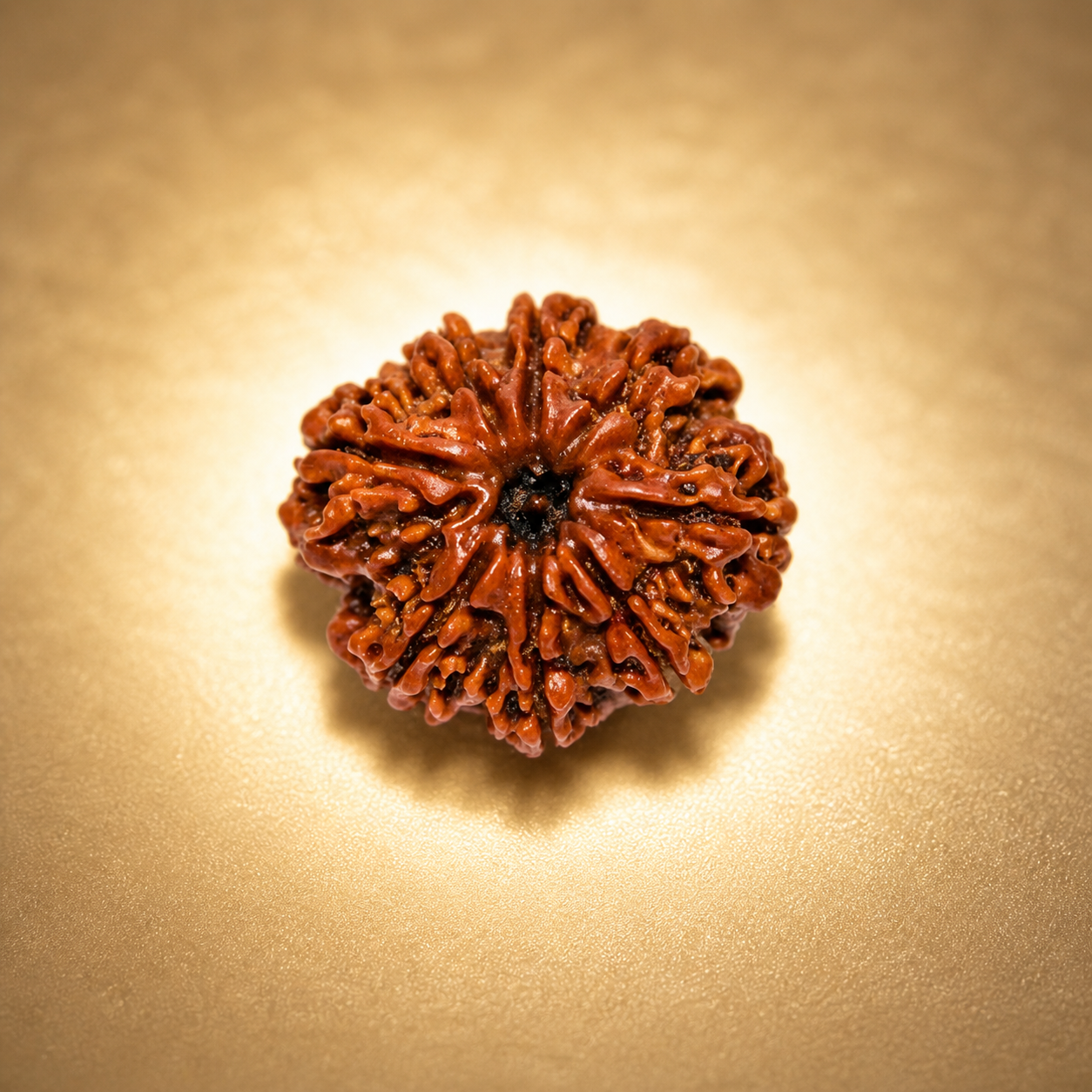 8 Mukhi Nepali Lab Certified Rudraksha