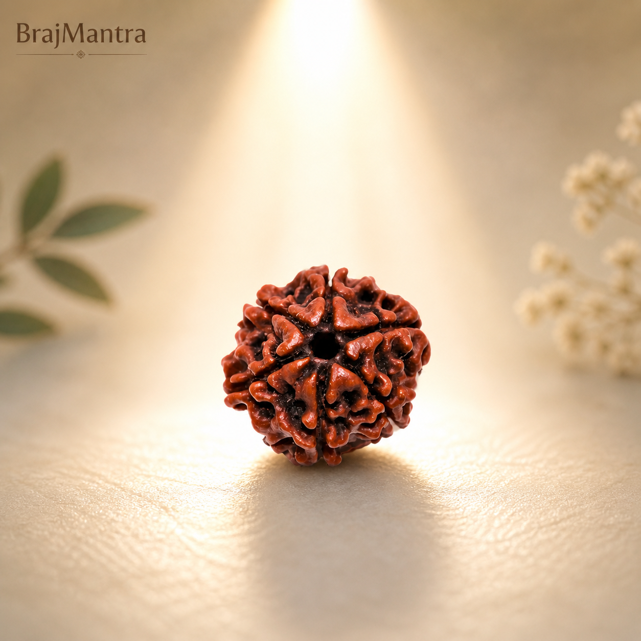 6 Mukhi Nepali Lab Certified Rudraksha