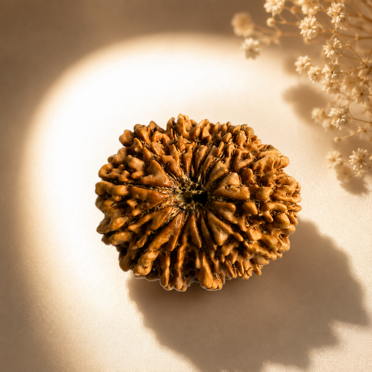 14 Mukhi Nepali Lab Certified Rudraksha