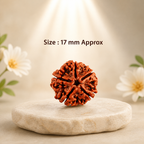5 Mukhi Nepali Lab Certified Rudraksha