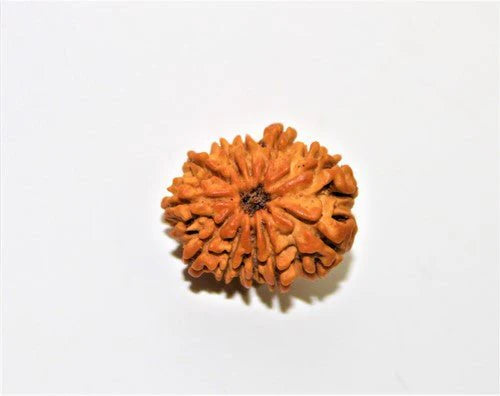 11 Mukhi Nepali Lab Certified Rudraksha
